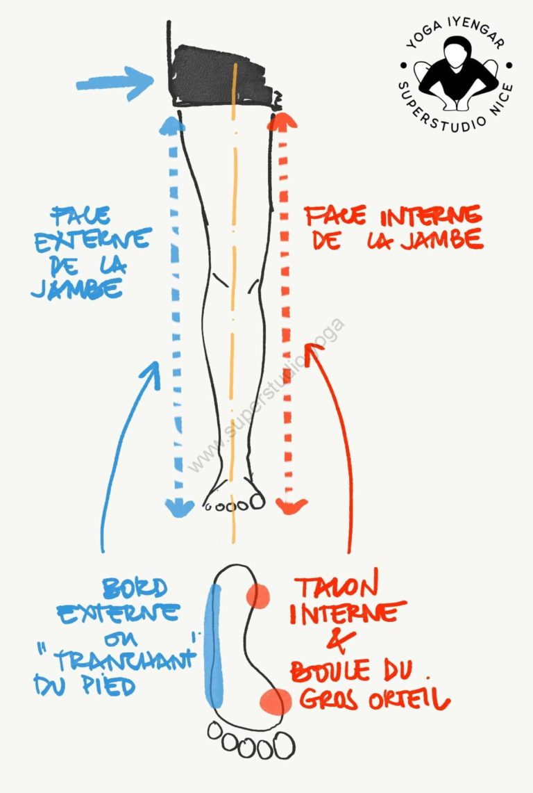 Les postures debout - le buste | SuperStudio Yoga yengar